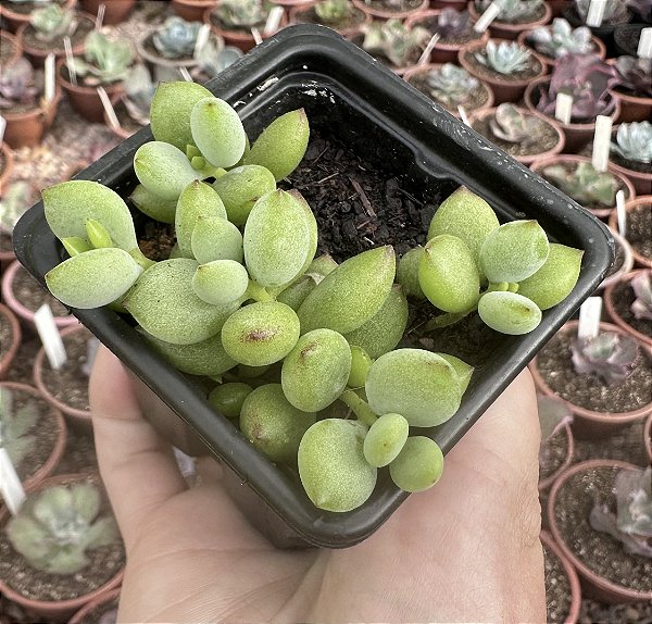 COTYLEDON PENDENS POTE 7