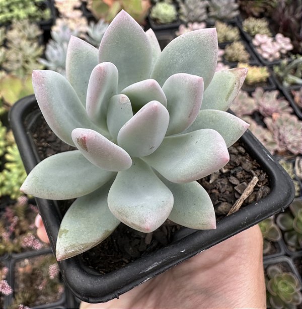 P. POWDER PUFF POTE 7