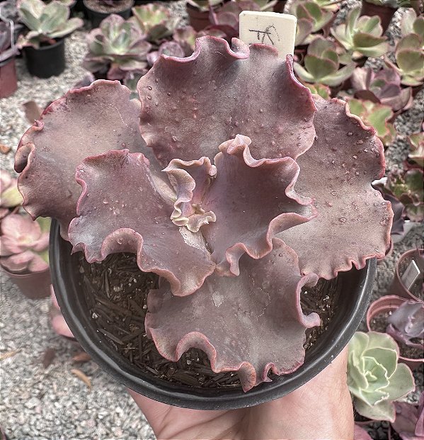 E. GIBB. MURADA POTE 11