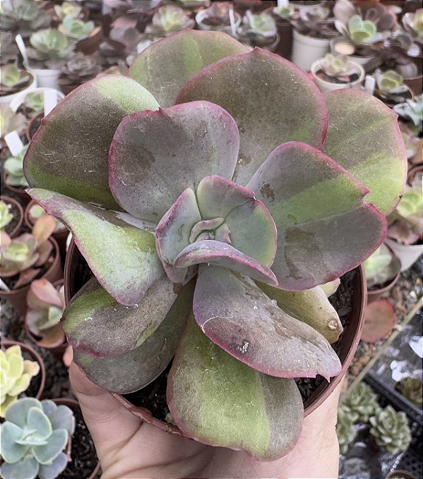 E. GOIABINHA POTE 9