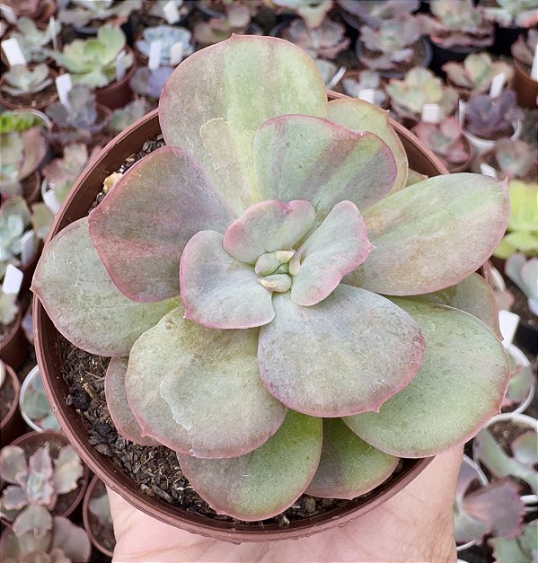 E. GOIABINHA POTE 9