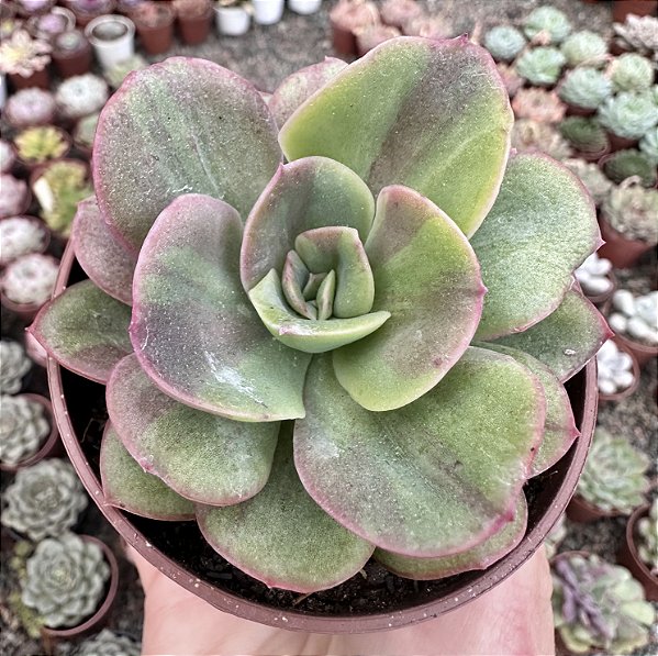 E. GOIABINHA POTE 9