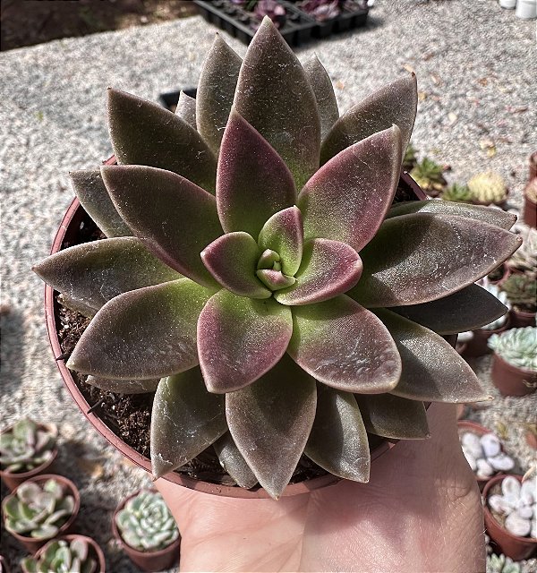 E. SERRANA POTE 9