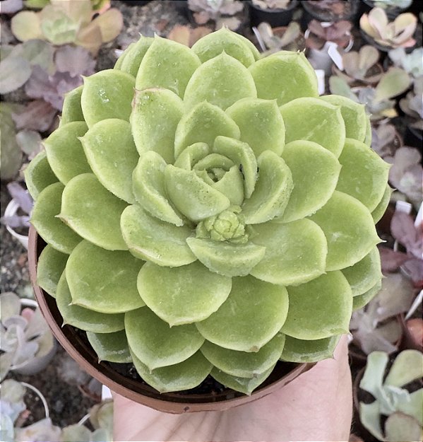 E. LIME´N CHILE POTE 9