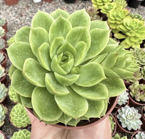 E. LIME´N CHILE POTE 9