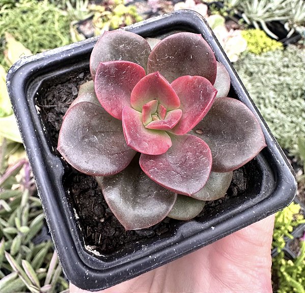 E. CHROMA POTE 7