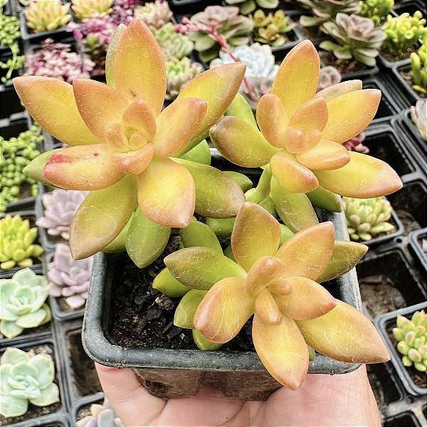 S. NUSSBAUMERIANUM POTE 7