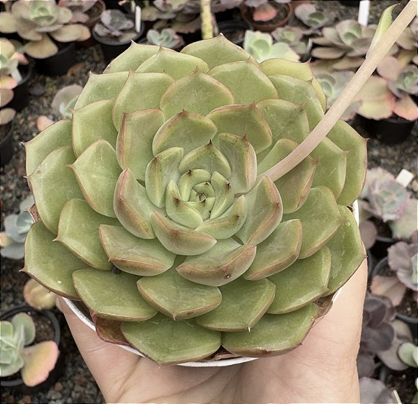 E. LOUISE POTE 9