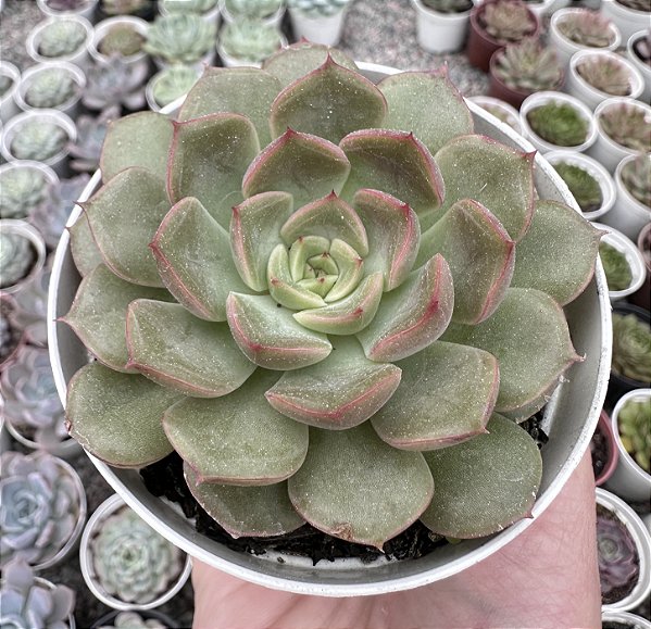 E. LOUISE POTE 9
