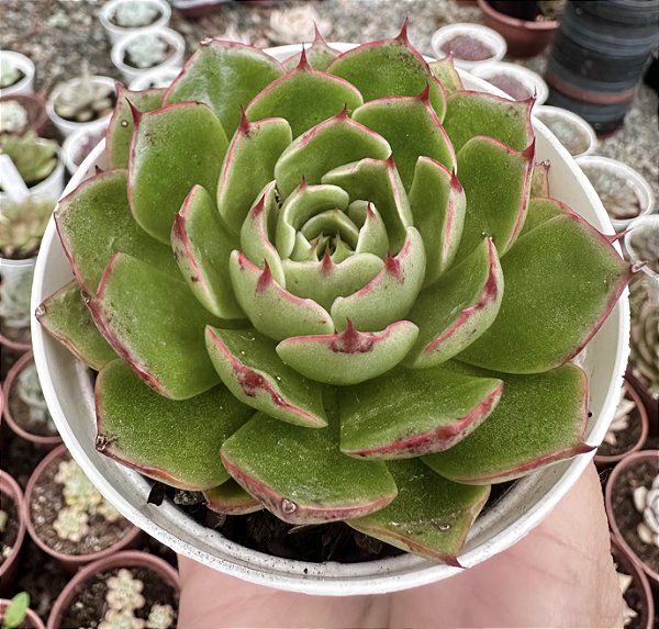 E. ELISHA POTE 9
