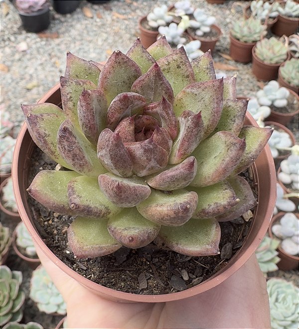 E. BLACK QUEEN POTE 9