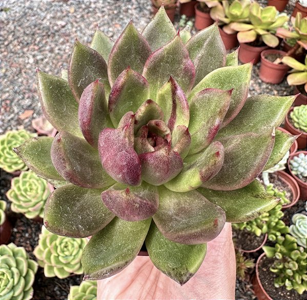 E. BLACK QUEEN POTE 9