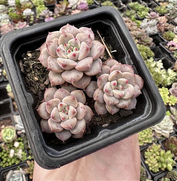 E.  TINKERBELL POTE 7
