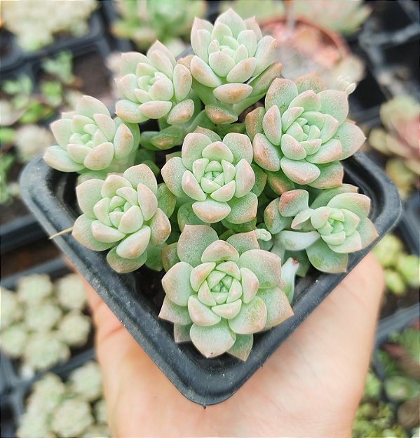E. PROLIFICA POTE 7