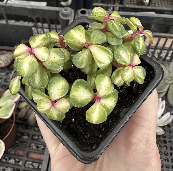 PORTULACARIA AFRA VAR. TRICOLOR POTE 7