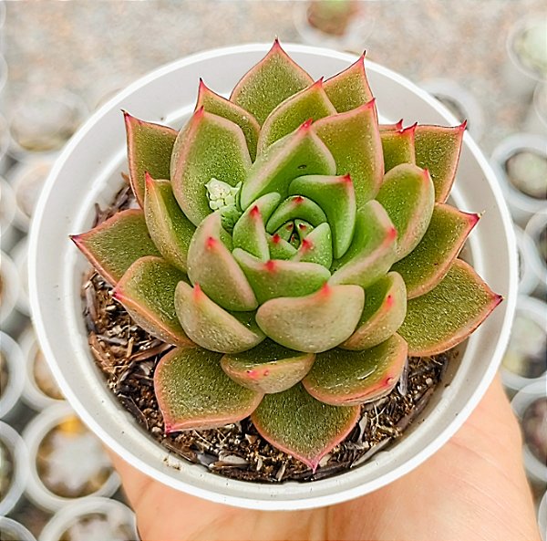 E. MIRA POTE 9