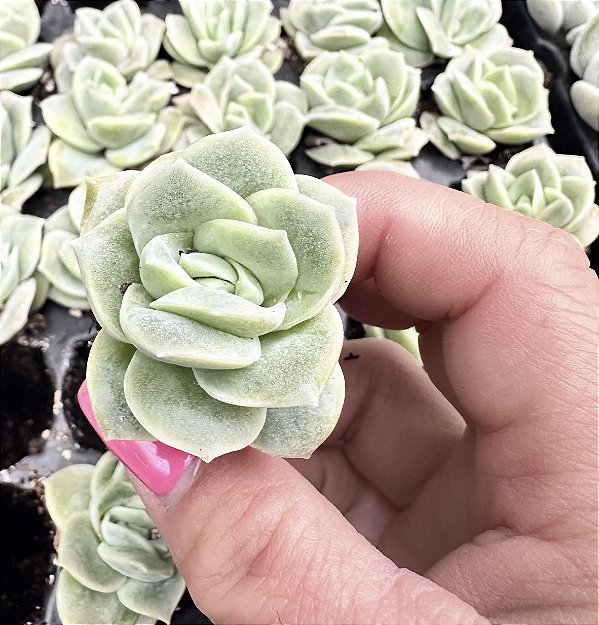 GRAP. LOVELY ROSE PLUG