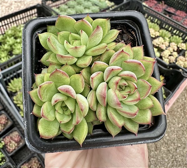 E. MEBINA POTE 7