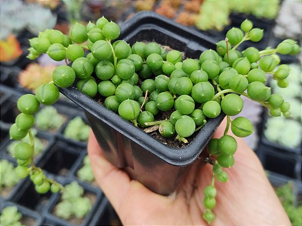 COLAR DE PEROLAS POTE 7