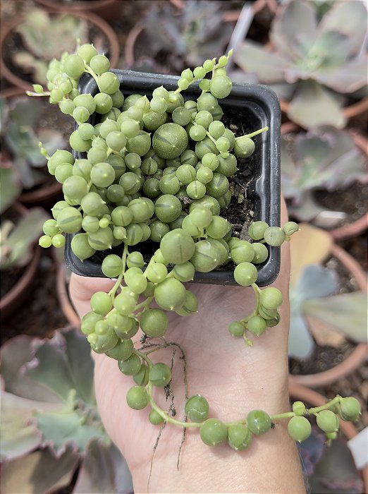 COLAR DE PEROLAS POTE 7