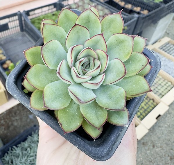 E. PULIDONIS POTE 7