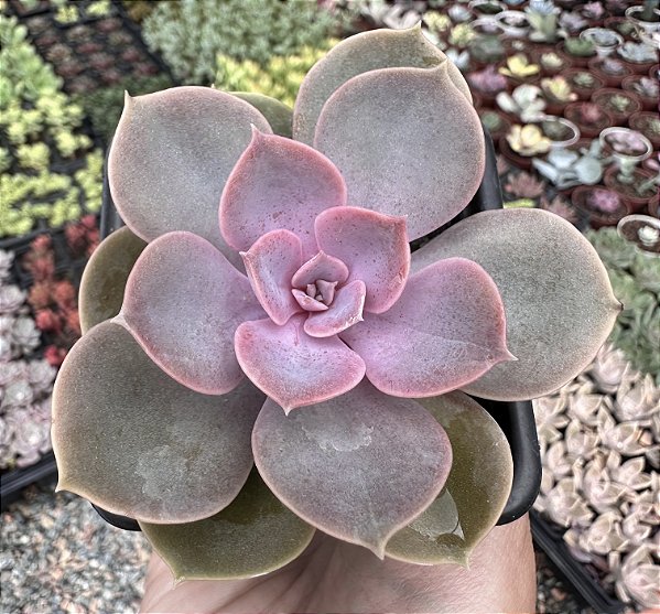 E. PERLE POTE 7