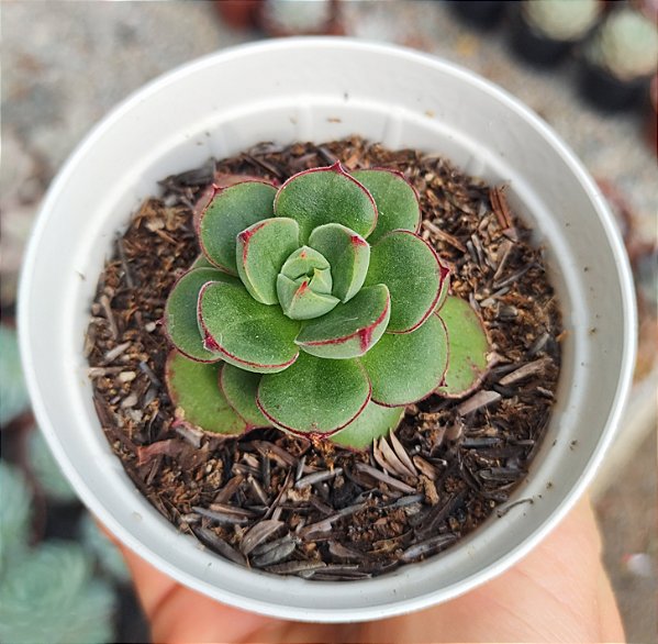 E. JOAN DANIEL POTE 9