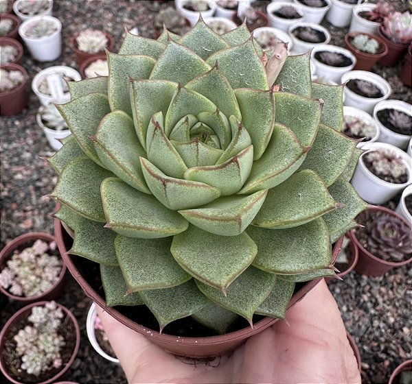 E. FABIOLA POTE 9