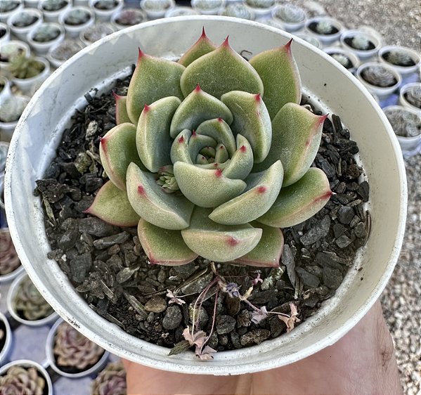 E. TREASURE POTE 9
