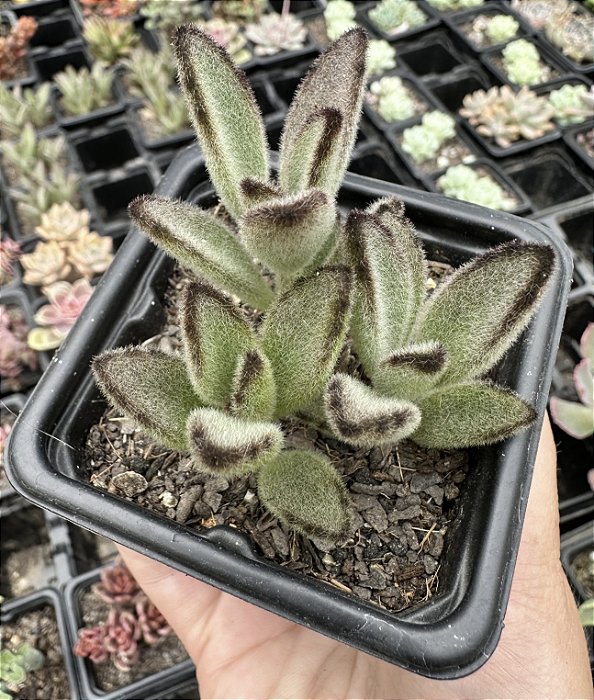 K. TOMENTOSA CHOCOLATE SOLDIER POTE 7