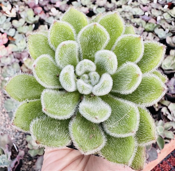 E. SETOSA POTE 7