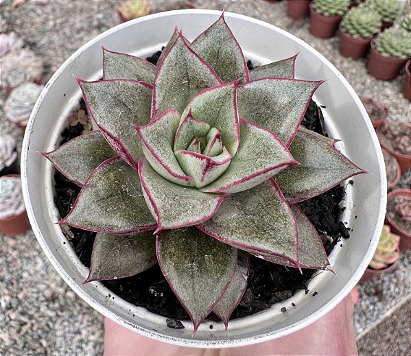 E. MONOCEROTIS POTE 9