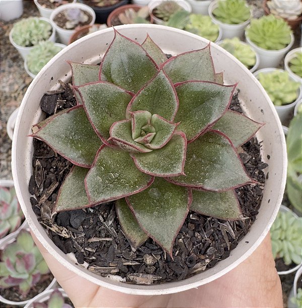 E. MONOCEROTIS POTE 9