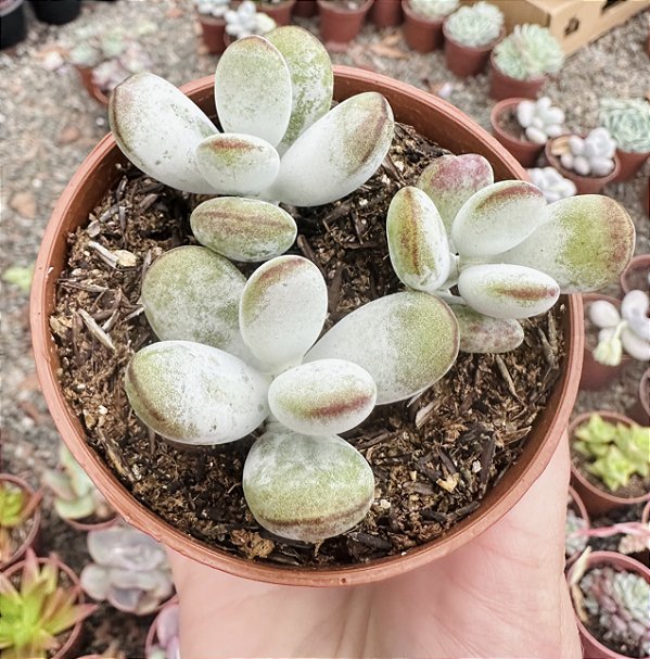 COTYLEDON OOPHYLLA POTE 9