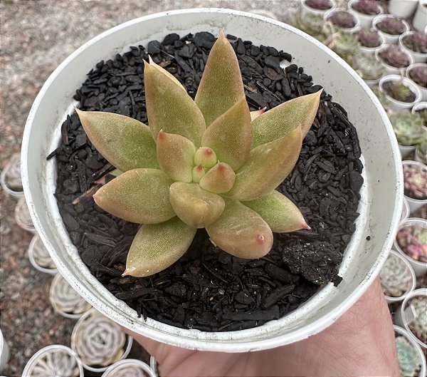 E. TOLIMANENSIS GOLDEN FORM POTE 9