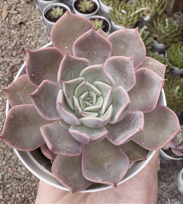 E. PURPLE COLOR POTE 9