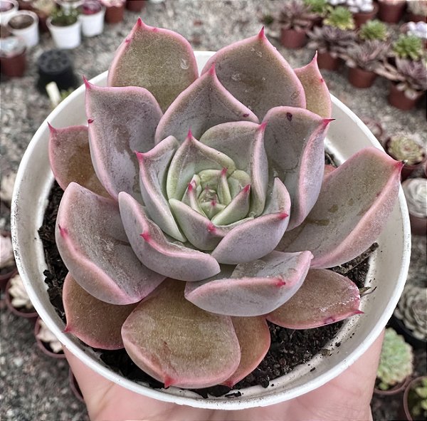E. PURPLE COLOR POTE 9