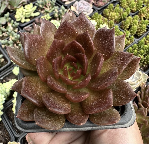 E. BLACK PRINCE POTE 7