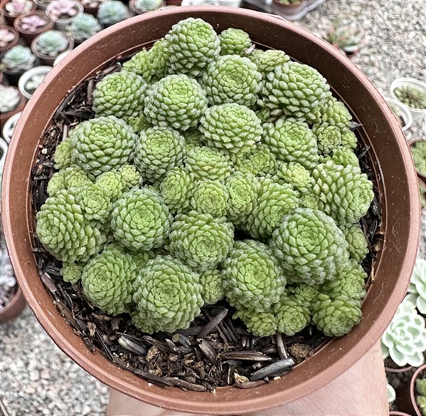 MONANTES POLYPHYLLA POTE 9