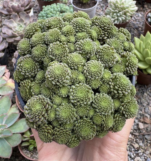 MONANTES POLYPHYLLA POTE 9
