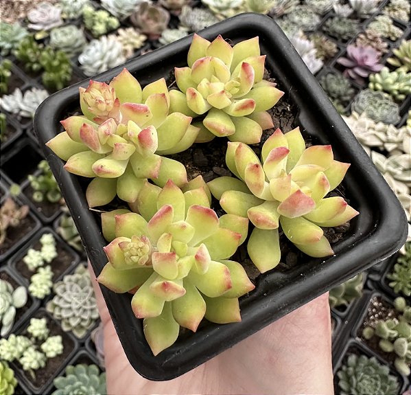 S. CUSPIDATUM POTE 7