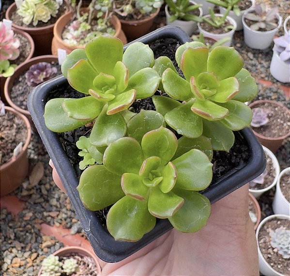 E. MULTICAULIS POTE 7