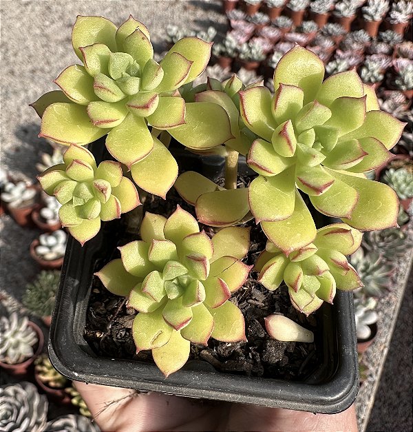 E. SUPIA POTE 7
