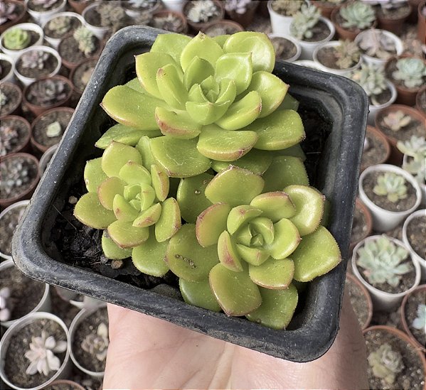 S. LETIZIA POTE 7