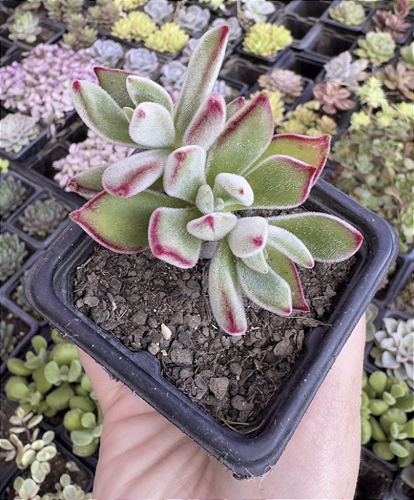 E. PULVINATA RUBY POTE 7