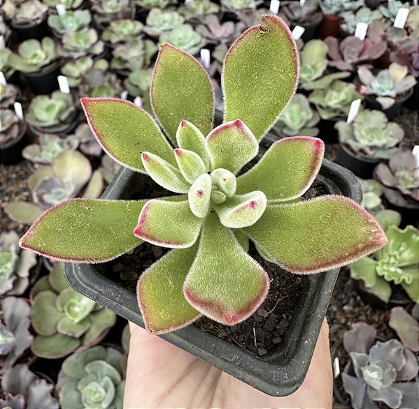 E. PULVINATA RUBY  POTE 7