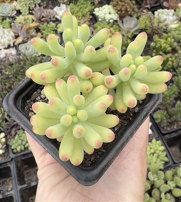 S. PACHYPHYLLUM POTE 7