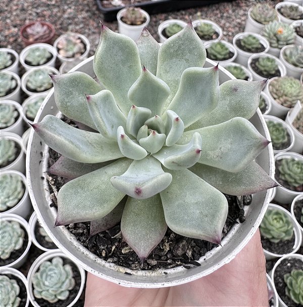 E. OLIVINE POTE 9
