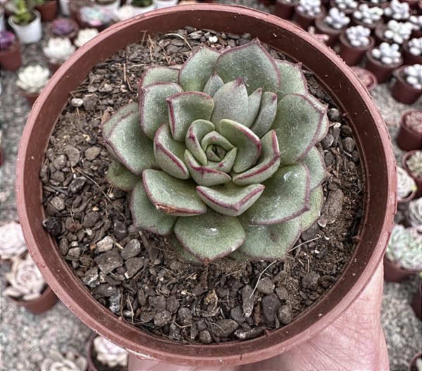 E. MORANI  POTE 9