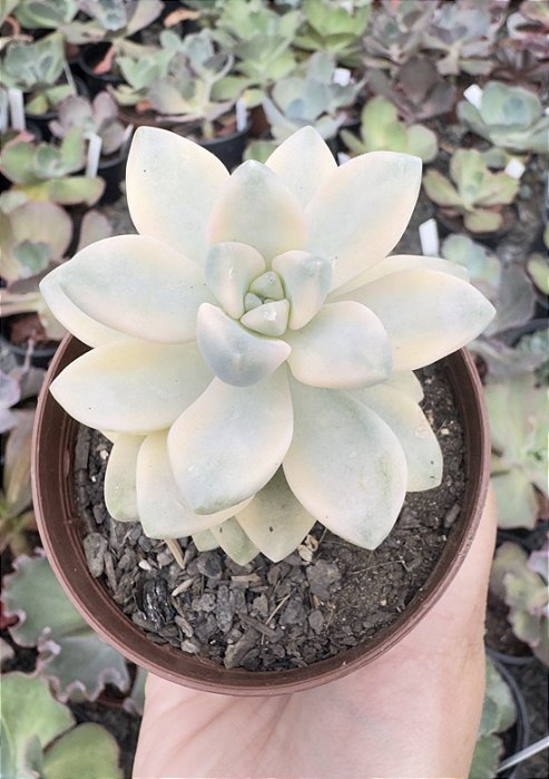 GRAP. VICTOR KANE VAR. POTE 9